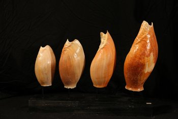 Four shells on a base, Gulf of Guinea