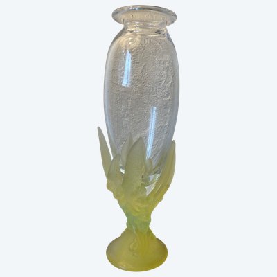 Daum Mimosas
