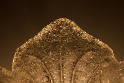 Pair of Aux Feuilles d'Acanthes sconces