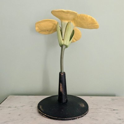 Modèle botanique d'une fleur de Colza (brassica napus)