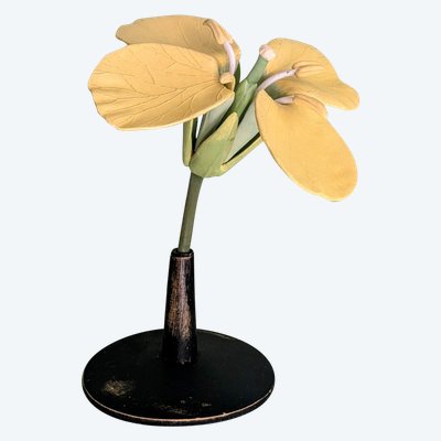 Modèle botanique d'une fleur de Colza (brassica napus)