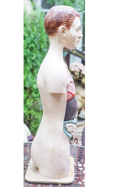 L'ECORCHÉ Medizinischer anatomischer Torso