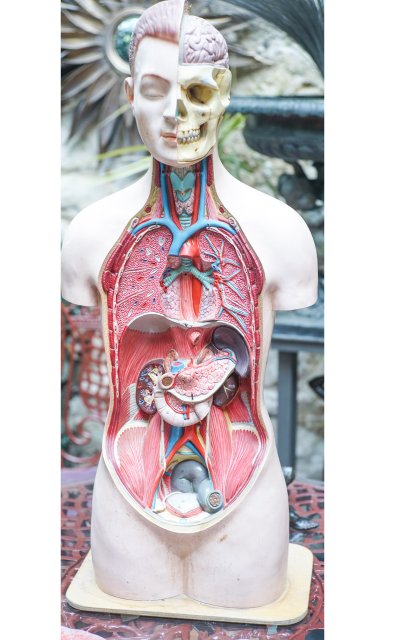 L'ECORCHÉ Medizinischer anatomischer Torso