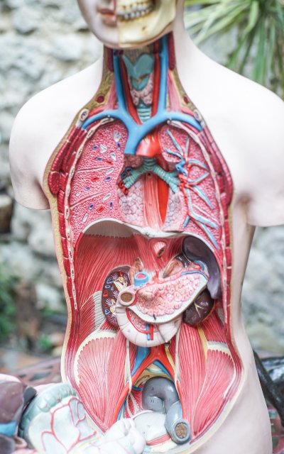 L'ECORCHÉ Medizinischer anatomischer Torso