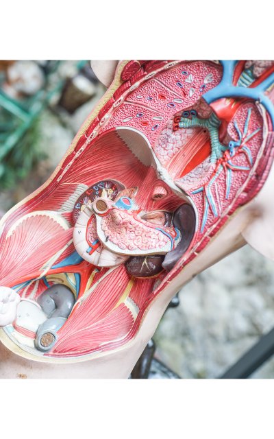L'ECORCHÉ Medizinischer anatomischer Torso
