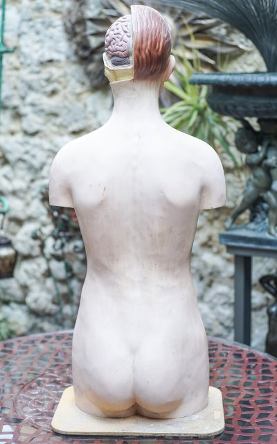 L'ECORCHÉ Medizinischer anatomischer Torso