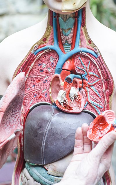 L'ECORCHÉ Medizinischer anatomischer Torso