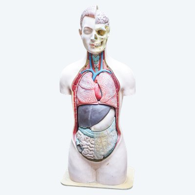 L'ECORCHÉ Medizinischer anatomischer Torso