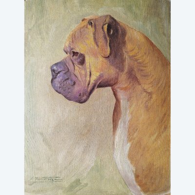 Tableau hule  portrait de chien de race boxer 20ème