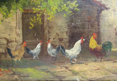 Galline da tavola