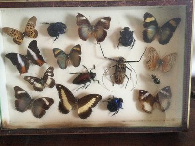 Boîte à papillons 