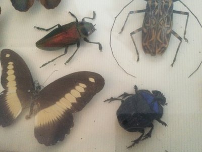 Boîte à papillons 