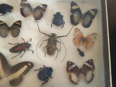 Boîte à papillons 