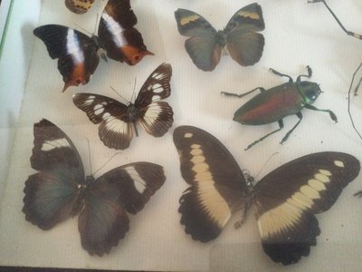 Boîte à papillons 