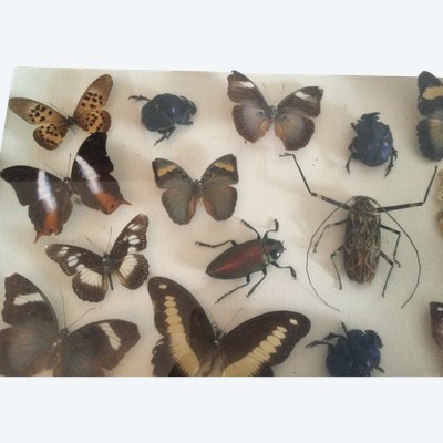 Boîte à papillons 