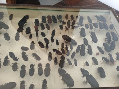 Entomology box
