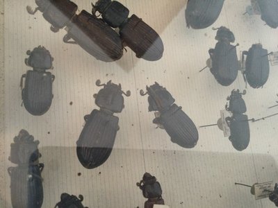Entomology box