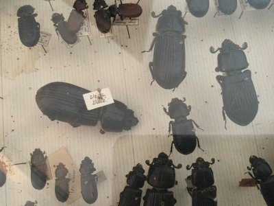 Entomology box