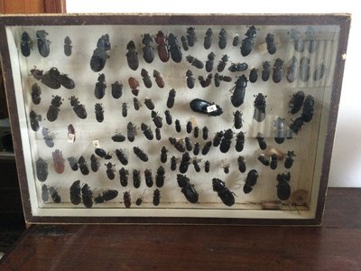 Entomology box