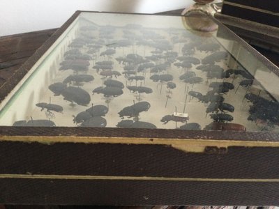 Entomology box