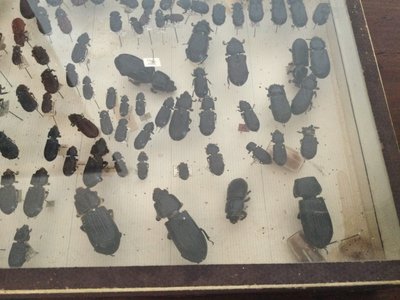 Entomology box