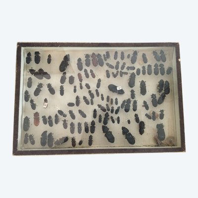 Entomology box