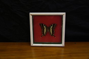 Papillon Sous Verre