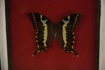 Papillon Sous Verre
