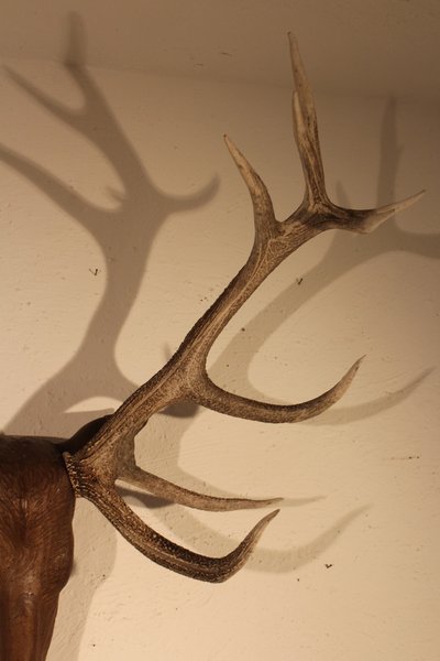  Tête de cerf en bois
