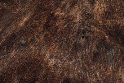 Hautschild, Stammeskunst, Erste Künste, Ozeanien, Papua-Neuguinea, 74 cm