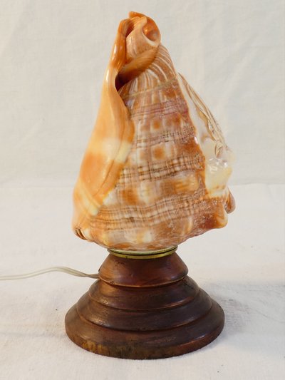 Luce notturna in stile cammeo in conchiglia intagliata