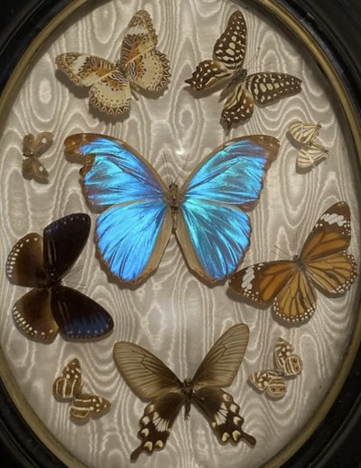 Butterflies entomological collection