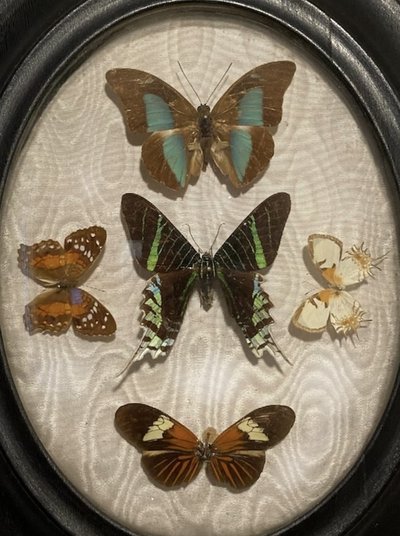 Butterflies entomological collection