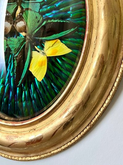 Ovaler Rahmen Holz Vergoldet Blatt Gold - Cabinet Curiosités - Schmetterlinge - Napoleon III - 19.