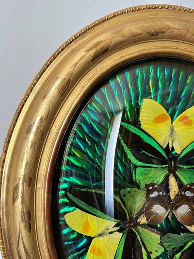 Ovaler Rahmen Holz Vergoldet Blatt Gold - Cabinet Curiosités - Schmetterlinge - Napoleon III - 19.