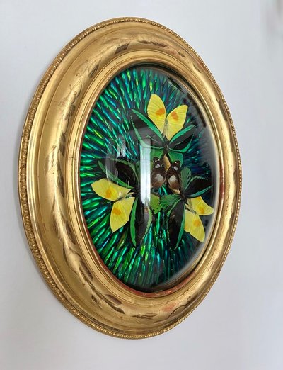 Ovaler Rahmen Holz Vergoldet Blatt Gold - Cabinet Curiosités - Schmetterlinge - Napoleon III - 19.