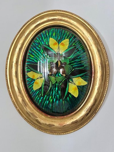 Ovaler Rahmen Holz Vergoldet Blatt Gold - Cabinet Curiosités - Schmetterlinge - Napoleon III - 19.