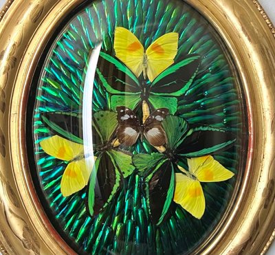 Ovaler Rahmen Holz Vergoldet Blatt Gold - Cabinet Curiosités - Schmetterlinge - Napoleon III - 19.