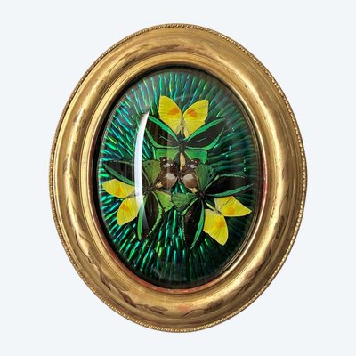 Ovaler Rahmen Holz Vergoldet Blatt Gold - Cabinet Curiosités - Schmetterlinge - Napoleon III - 19.