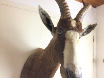 Blesbok or White-fronted Damalisque