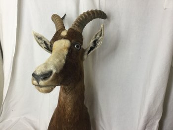 Blesbok or White-fronted Damalisque
