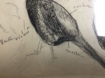 Drawing by René Hérisson
