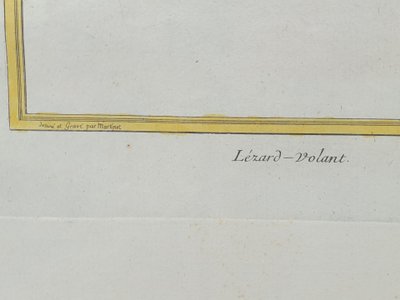 Gravure XVIIIe F.N MARTINET - Collabore aux  œuvres de BUFFON  et  BRISSON- Le LÉZARD VOLANT