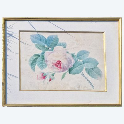 Acquerello botanico su pergamena, intaglio a rosa di un allievo di Joseph Redouté (da identificare).