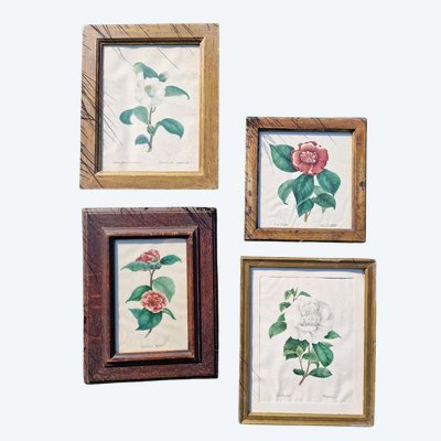 Set of 4 Botanical Watercolors by Eugénie Grisard Du Saulget, wife of the painter Auguste Desprez