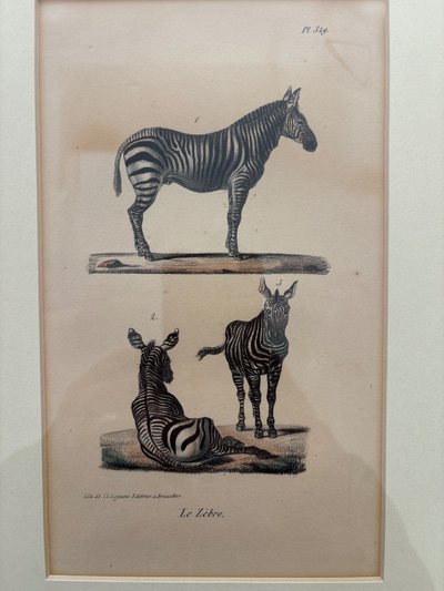 Planche , gravure couple de zèbre datant de 1808. 