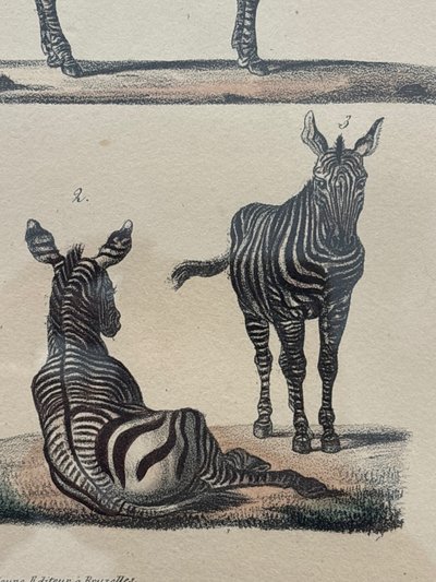 Planche , gravure couple de zèbre datant de 1808. 