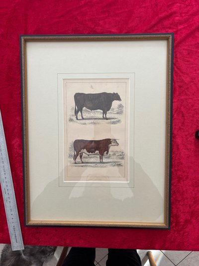 Bellissima incisione inglese