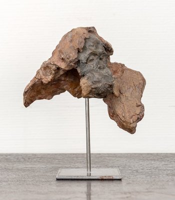 Testa di orango