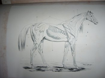 Auf Reiten und Gestüten von Graf Savary de Lancosmes- Breves 1843